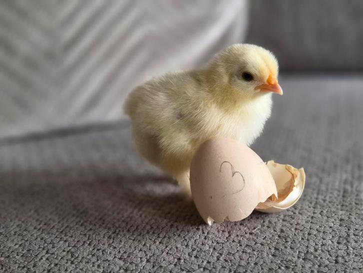 Cochin kriel kuiken erg tam, Dieren en Toebehoren, Vogels | Parkieten en Papegaaien, Geslacht onbekend, Tam