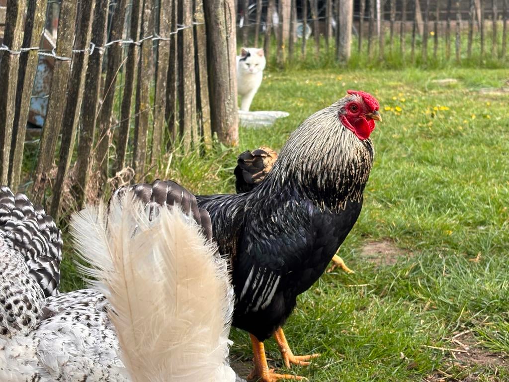 Gratis: Wyandotte haan, Dieren en Toebehoren, Pluimvee