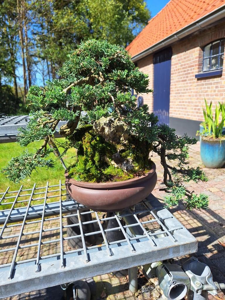 Bonsai Juniperus op rots. Chuhin 45+ jaar., Bloeit niet, Overige soorten, Minder dan 100 cm, Ophalen