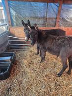 Te koop 2 ezelruinen, Dieren en Toebehoren, Overige Dieren, Juni, Meerdere dieren