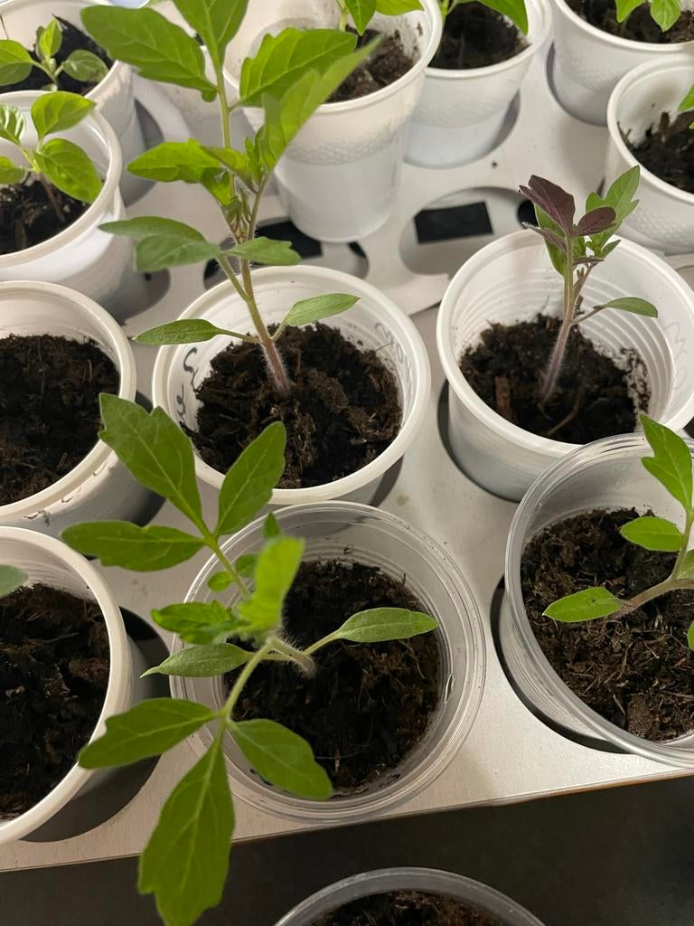 Diverse Groenteplantjes: Tomaten, Komkommer, Aubergine & Pep, Ophalen, Volle zon, Groenteplanten, Eenjarig