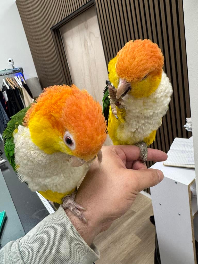 roestkopcaique (broed) koppel, Mannelijk, Parkiet, Tam