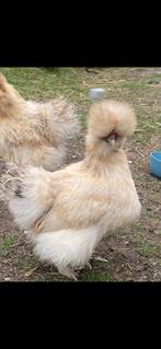 Broedeieren zijdehoender, Dieren en Toebehoren, Pluimvee, Geslacht onbekend, Kip