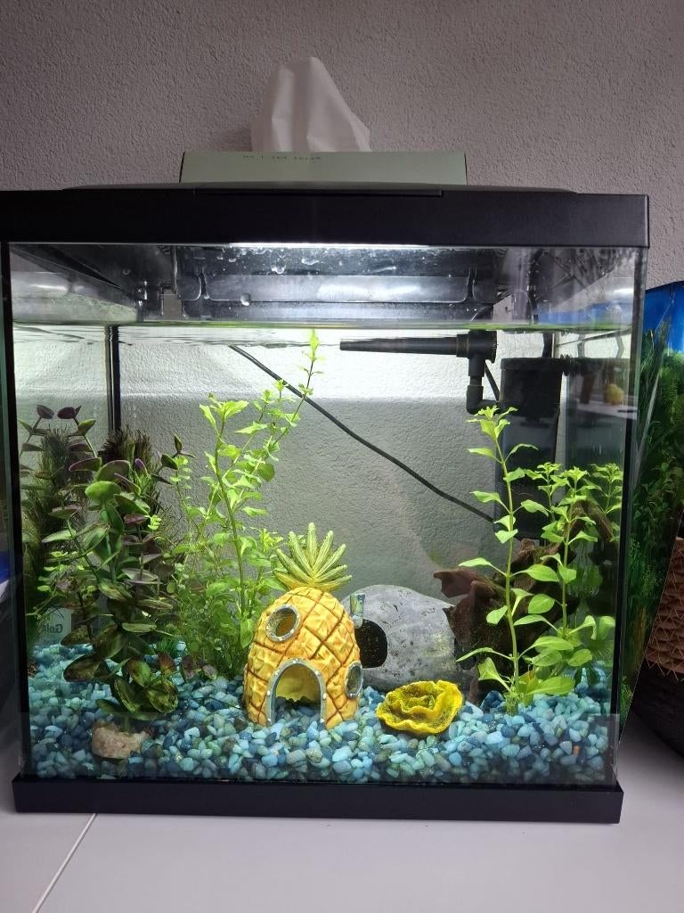SuperFish aquarium zwart 25 L, Dieren en Toebehoren, Ophalen, Zo goed als nieuw, Leeg aquarium, Inclusief deksel