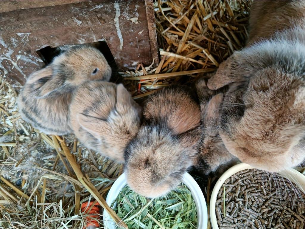 Tamme babykonijntjes te koop! Hangoren - gemêleerde kleuren, Dieren en Toebehoren, Konijnen, Geslacht onbekend, Middelgroot, Hangoor