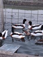 Siereenden watervogels Eu. bergeenden, Meerdere dieren