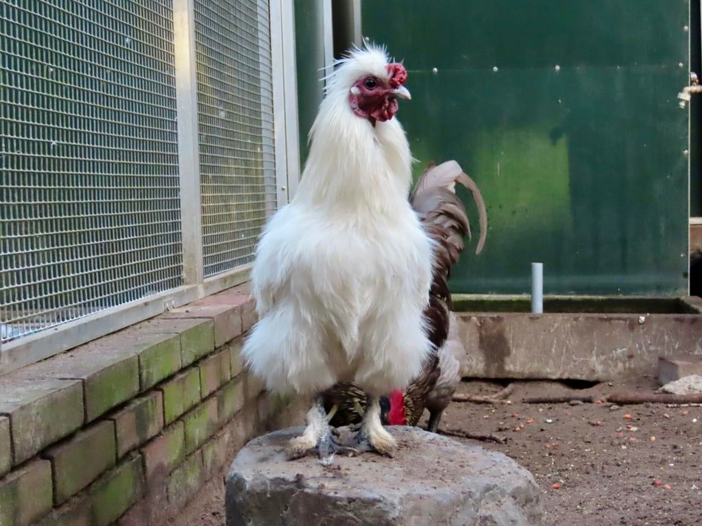 Pico, witte zijdehoen haan zonder baard, Dieren en Toebehoren, Pluimvee, Mannelijk, Kip