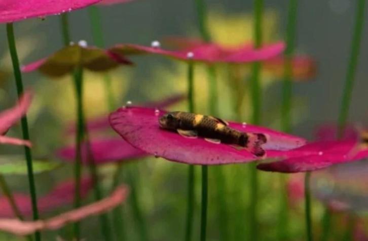 Garra Flavatra S Panda Garra 3 cm, Dieren en Toebehoren, Vissen | Aquariumvissen, Vis