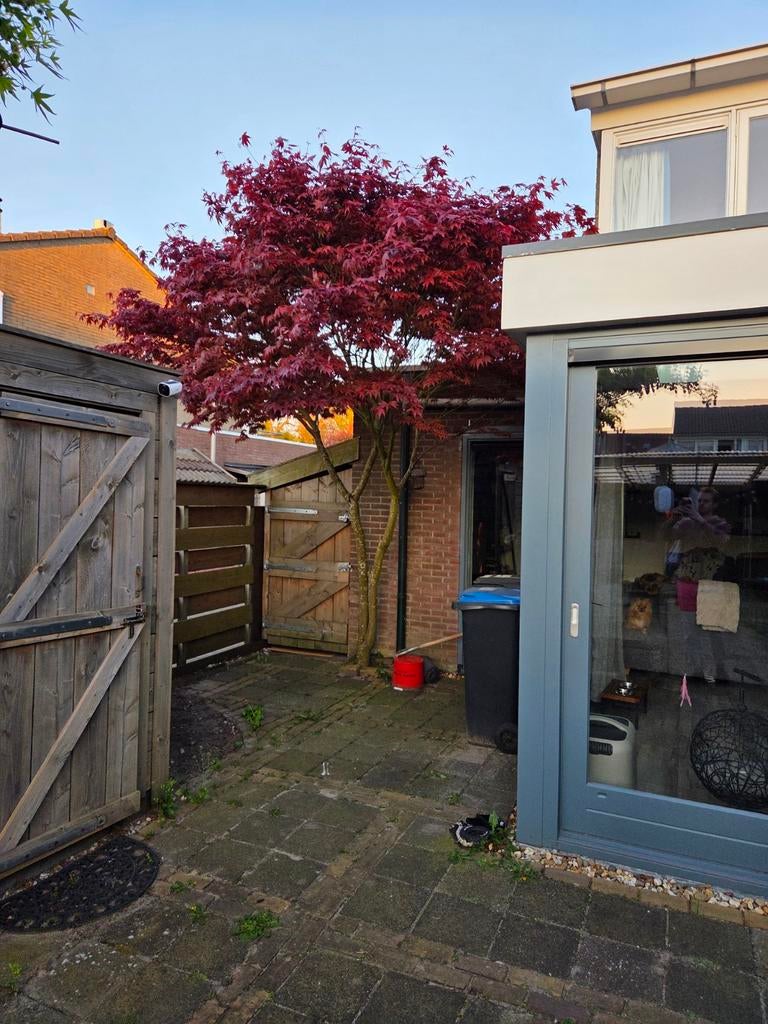 Japanse Esdoorn (Acer) - Prachtige Rode Bladeren, Ophalen, Bloeit niet, Overige soorten, Halfschaduw