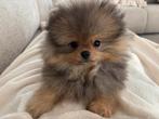 Pomeranian pups Pomeriaan, Pomeraniaan, Dieren en Toebehoren, Particulier, 8 tot 15 weken, Buitenland, Parvo