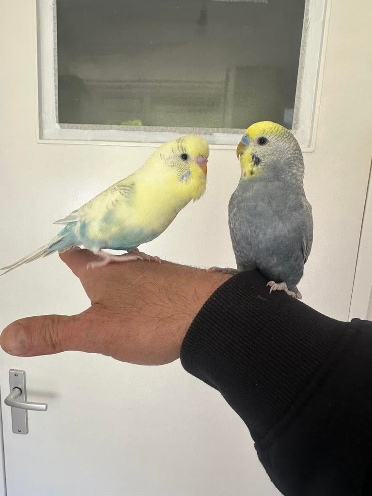 Parkieten koppel hand tam met kooi, Dieren en Toebehoren, Vogels | Parkieten en Papegaaien, Meerdere dieren, Parkiet, Tam