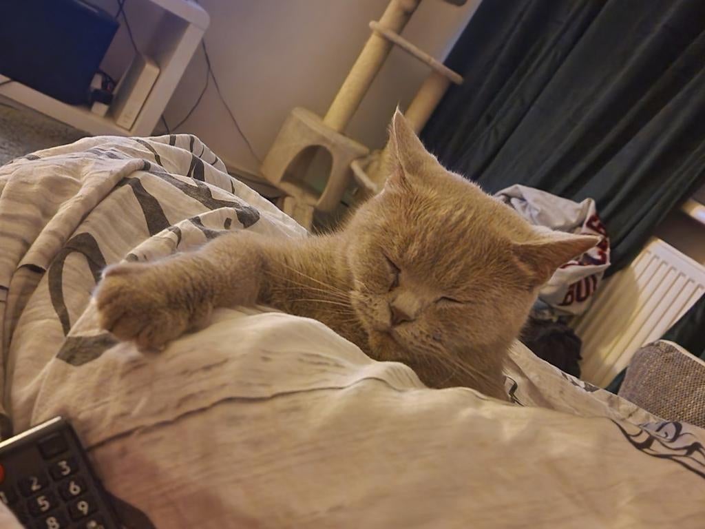 Diva -british korthair cat, Dieren en Toebehoren, Katten en Kittens | Raskatten | Korthaar, Poes, 3 tot 5 jaar