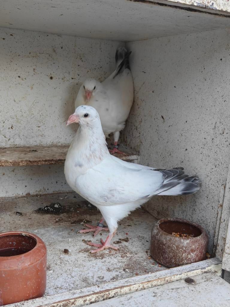 Twee bastaard jienense kroppers piepers, Meerdere dieren