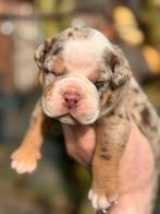 Bullforce Old English Bulldog pup reu mag gelijk mee, Dieren en Toebehoren, Honden | Bulldogs, Pinschers en Molossers, Nederland