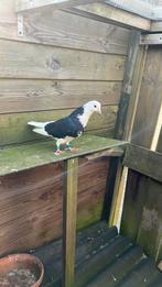 Iraanse hoog vlieger, Vrouwelijk, Overige soorten