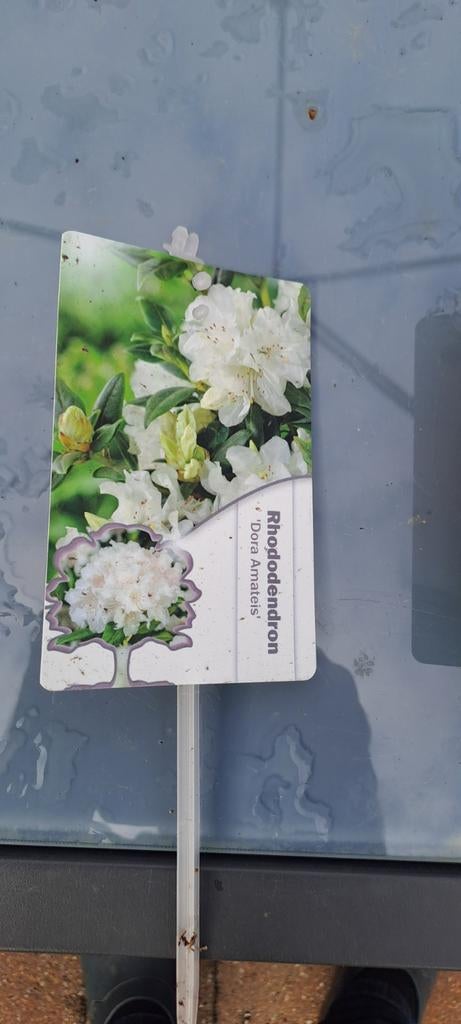 Leegverkoop vaste planten - Bodemprijzen!, Tuin en Terras, Ophalen, Vaste plant, Overige soorten, Volle zon