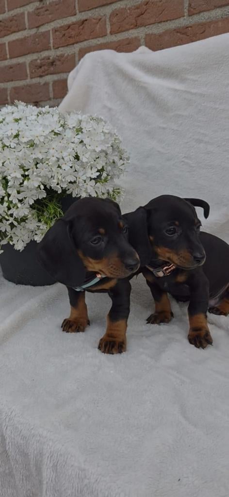 Teckel puppy's (dwerg), Dieren en Toebehoren, 8 tot 15 weken, Korthaar, Dwerg, Meerdere