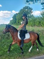 Welsh ruin  1.25, Dieren en Toebehoren, Pony's, Ruin, Ontwormd, B pony (1.17m tot 1.27m), 11 jaar of ouder