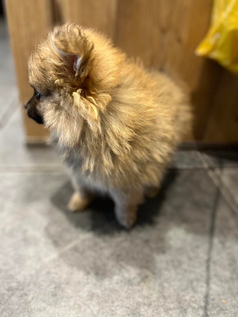 Pomeriaan pup, Dieren en Toebehoren, Honden | Poolhonden, Keeshonden en Oertypen, Keeshond, Meerdere, Meerdere dieren, Nederland