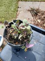 Pot stekken van anijs of dropplant, Ophalen, Overige soorten, Volle zon