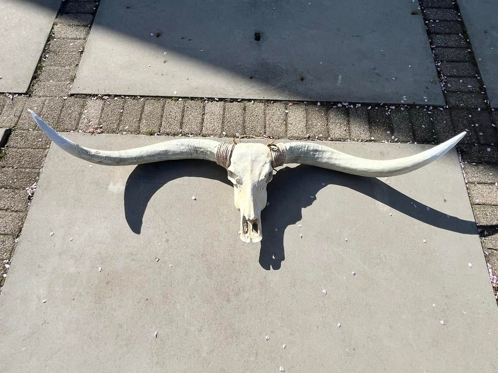 Longhorn schedel 185cm, Ophalen, Zo goed als nieuw, Wild dier, Schedel