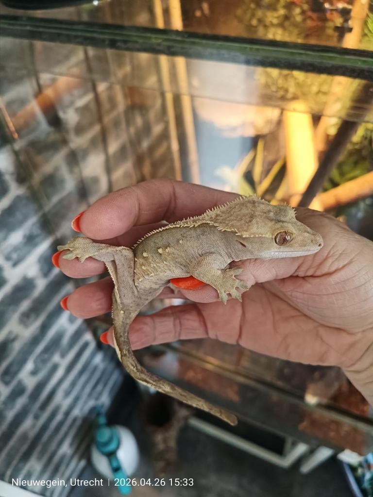 Wimpergekko  koppel Crested Gecko - unknown for sale from nadine