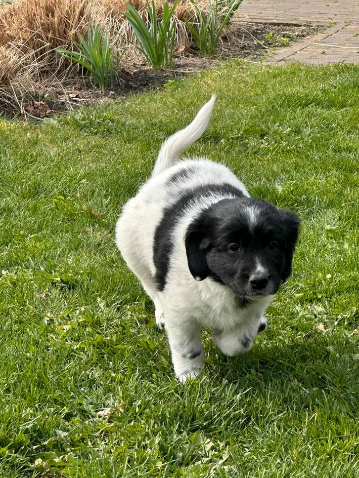 Friese stabij pup, Dieren en Toebehoren, Honden | Retrievers, Spaniëls en Waterhonden, Meerdere dieren, Overige rassen, Particulier