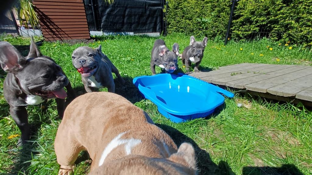Franse bulldog pups *blue merle isabel blue tan*, Particulier, 15 weken tot 1 jaar, Buitenland, Parvo