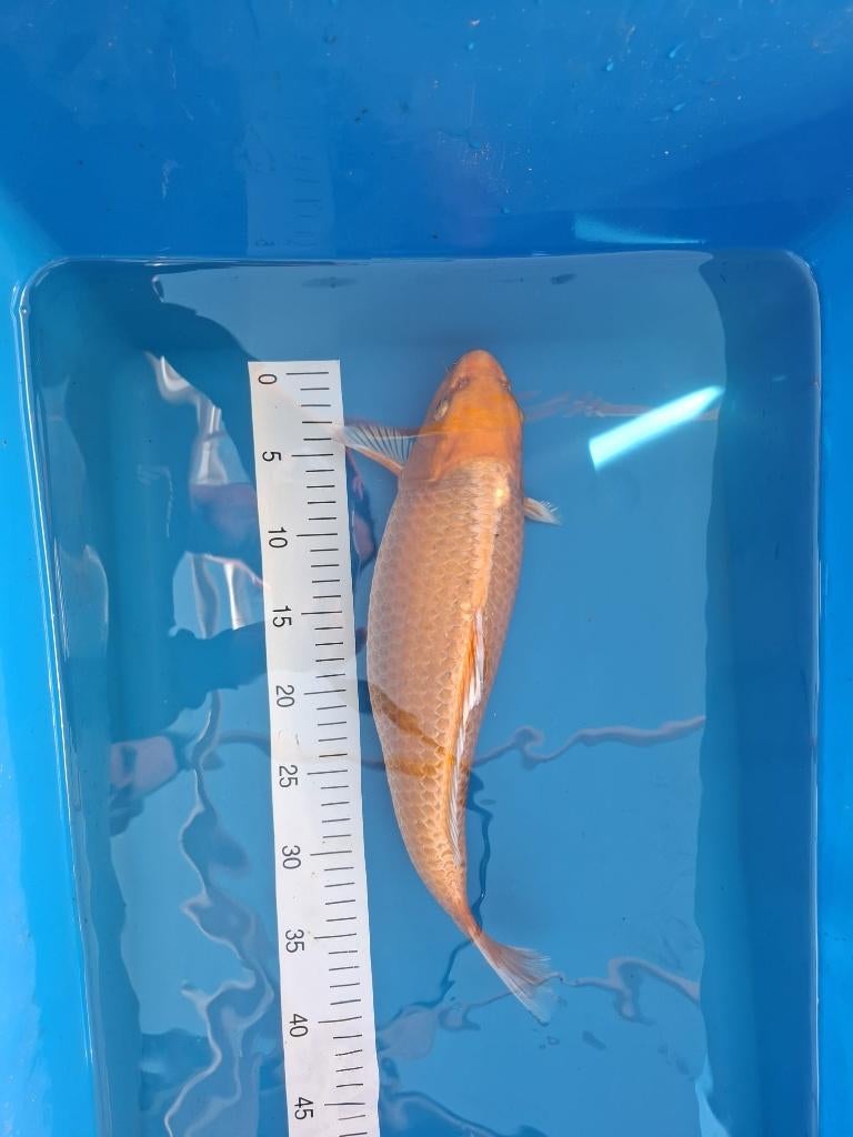 Koi, Ophalen, Gebruikt