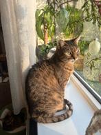 Pip zoekt een rustig en liefdevol huis, Poes, Gechipt, 6 jaar of ouder