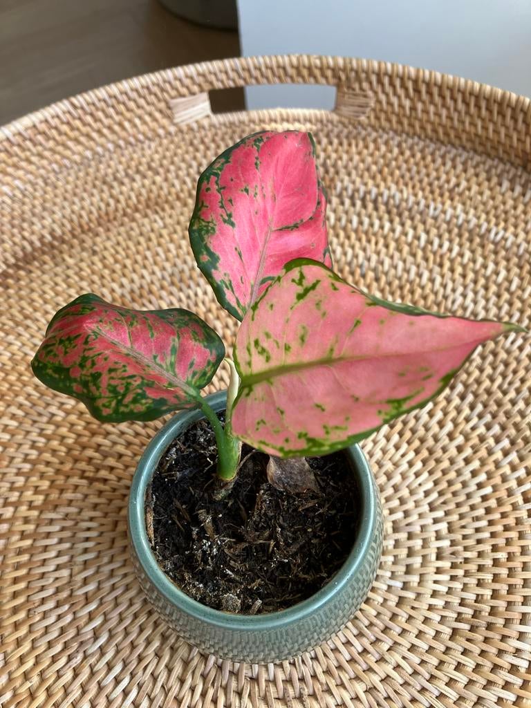 Aglaonema Red Zircon - Roze kamerplant, Huis en Inrichting, Kamerplanten, Minder dan 100 cm, Halfschaduw, Ophalen