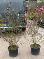 Supergrote dik vertakte magnolia susan super planten 49,95, Ophalen, Overige soorten, Struik, 100 tot 250 cm