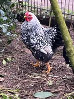 Wyandotte krielhaan zilver-zwart gezoomd (evt ruilen), Mannelijk, Kip