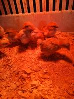 Wannedotte buff kuikens, Dieren en Toebehoren, Geslacht onbekend, Kip