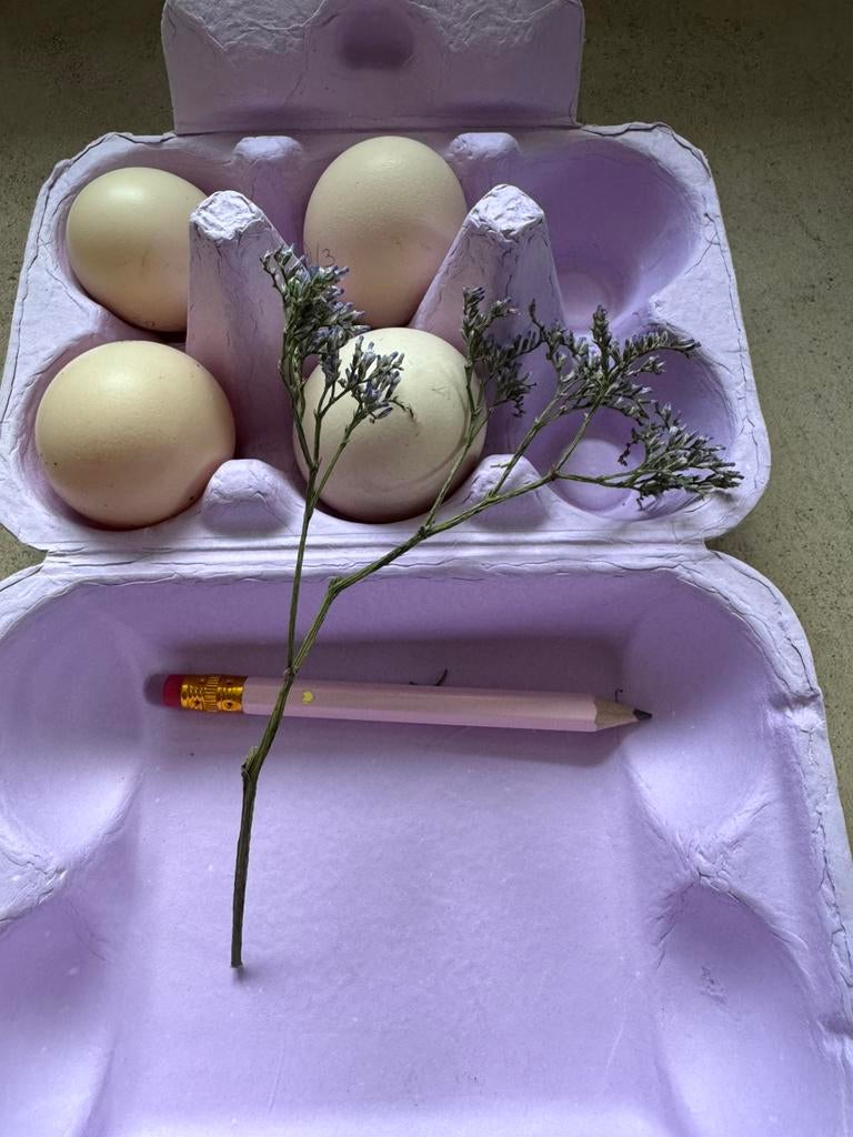 Usa slikie zijdehoen broedeieren en kuikens 🐣, Dieren en Toebehoren, Pluimvee, Geslacht onbekend, Kip
