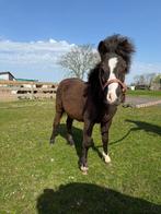 Luxe shetlander tekoop, Dieren en Toebehoren, Ophalen of Verzenden