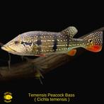 Gezocht, peacock bass, Vis