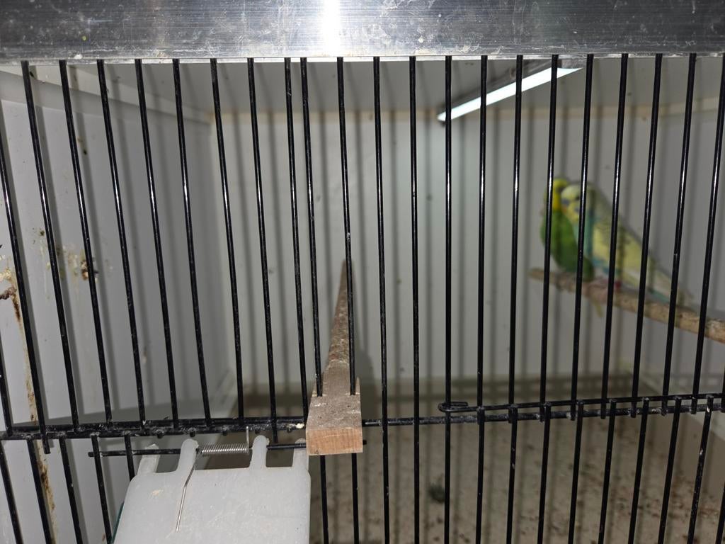 Parkieten, Meerdere dieren, Parkiet