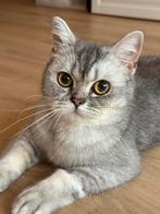 Britse Korthaar poes 1,5 jaar oud., Poes