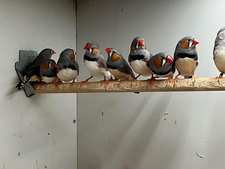 Kleine Zebravinken, Dieren en Toebehoren, Vogels | Overige Vogels, Tropenvogel, Meerdere dieren