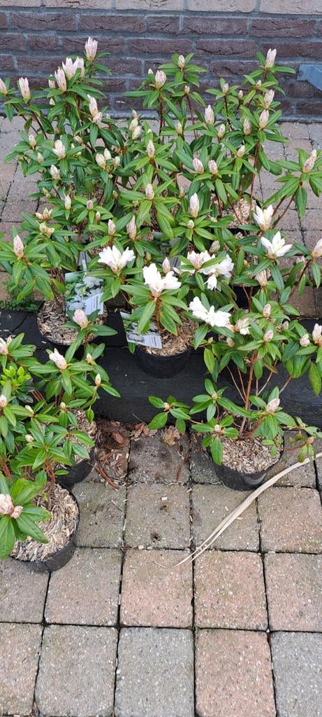 Totale leegverkoop van vaste planten, Tuin en Terras, Ophalen, Vaste plant, Overige soorten, Halfschaduw