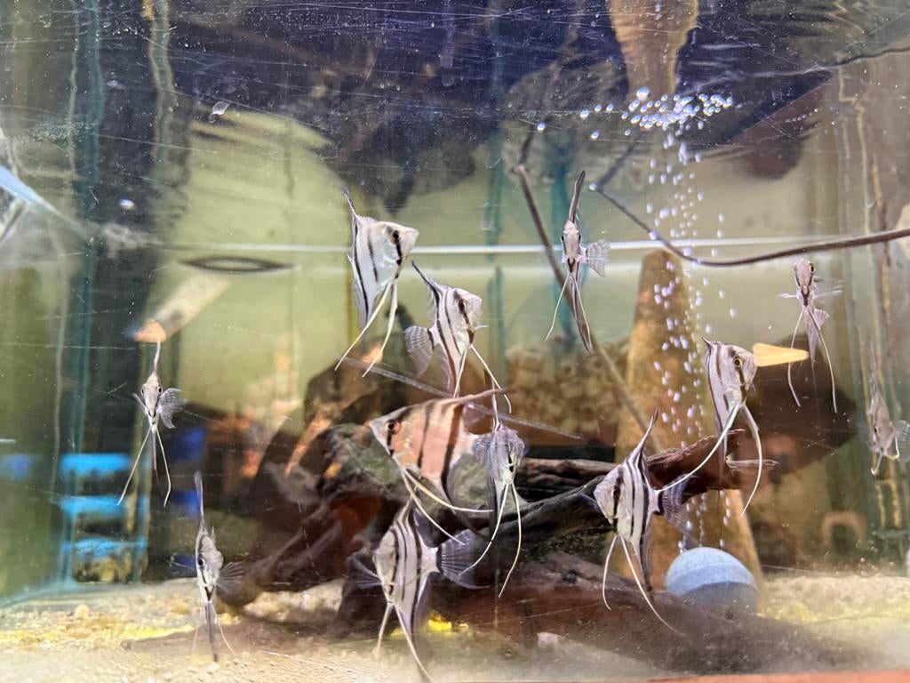 Pterophyllum Scalare - wildvang maanvis, Dieren en Toebehoren, Vissen | Aquariumvissen, Vis, Zoetwatervis, Schoolvis