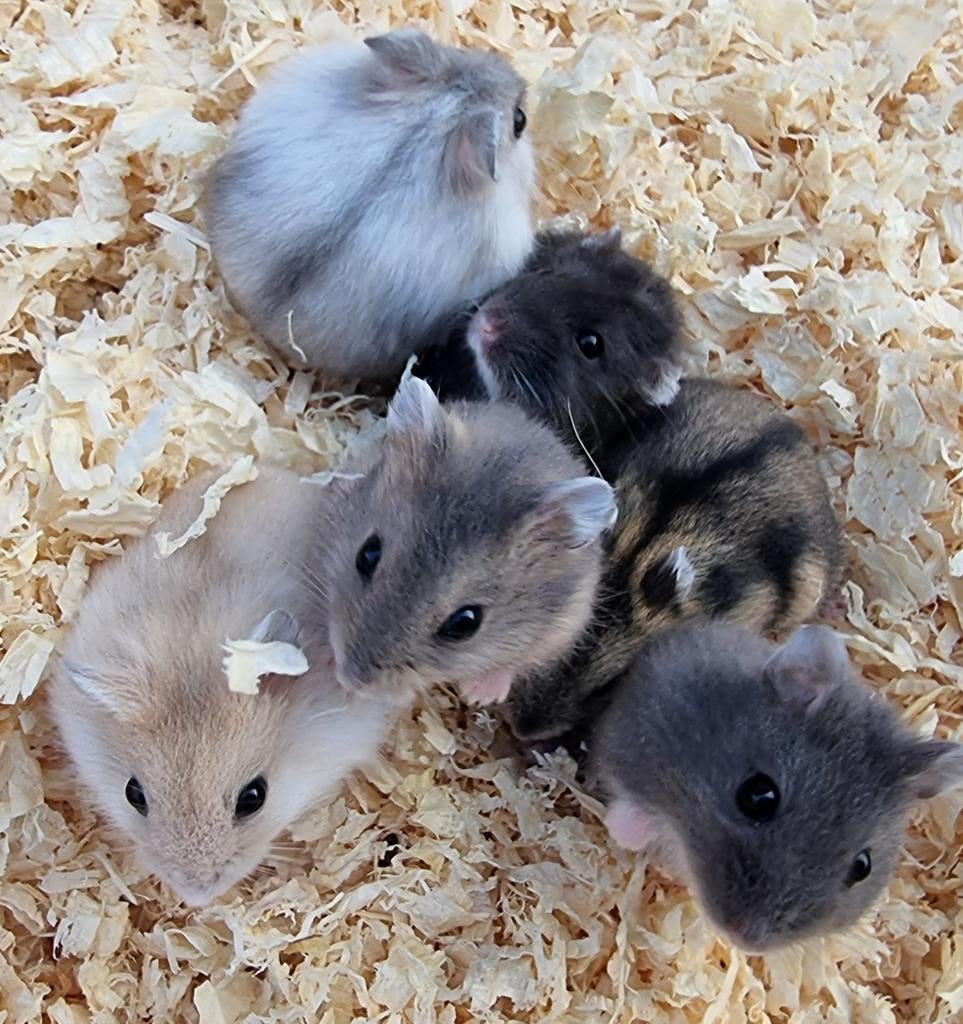 Jonge dwerghamsters handtam en kinderen gewend, Hamster, Maart, Meerdere dieren, Tam