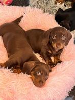 ❤️ Dwerg teckel pups ❤️, 8 tot 15 weken, Korthaar, Dwerg, Meerdere