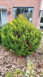 Coniferen, Tuin en Terras, Planten | Struiken en Hagen, Ophalen, Conifeer, 100 tot 250 cm