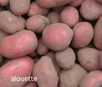 Pootaardappelen Alouette Mozart - Voorraad, Ophalen of Verzenden, Eenjarig, Overige soorten, Volle zon