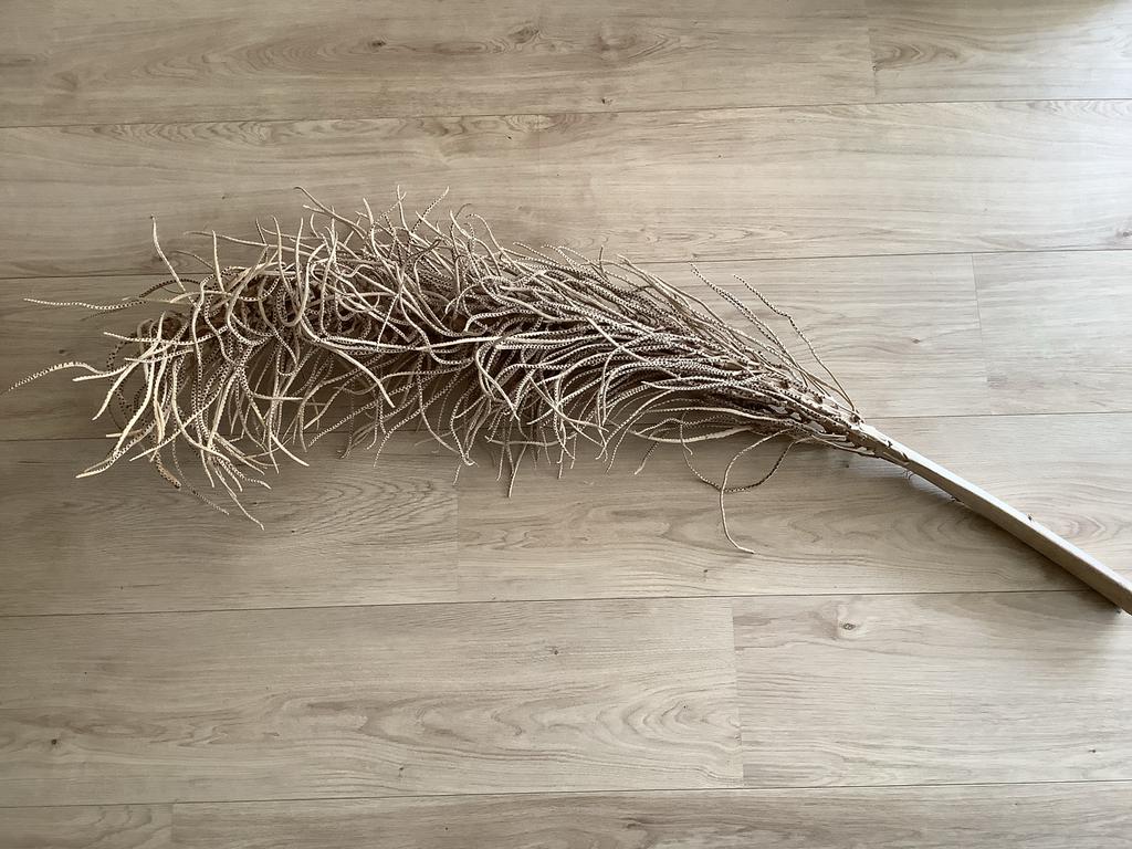 Grote gedroogde palmblad tak, Ophalen of Verzenden, Gebruikt