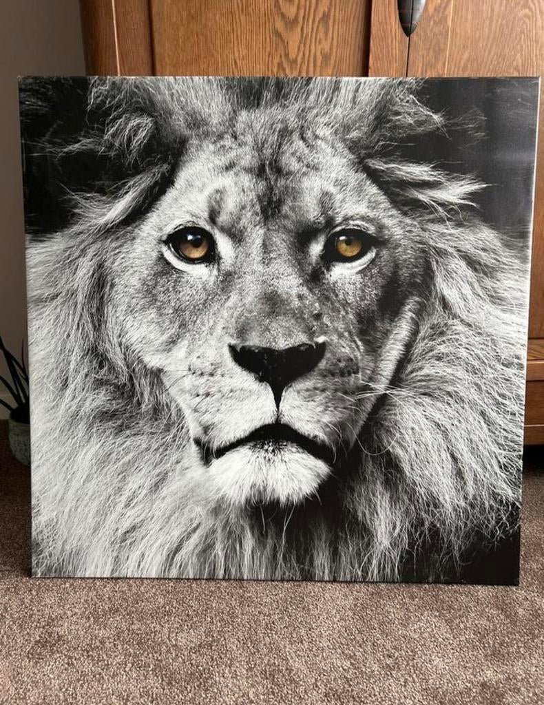 Canvas leeuw 80x80 print / schilderij, Huis en Inrichting, Woonaccessoires | Schilderijen, Tekeningen en Foto's, Ophalen, Gebruikt