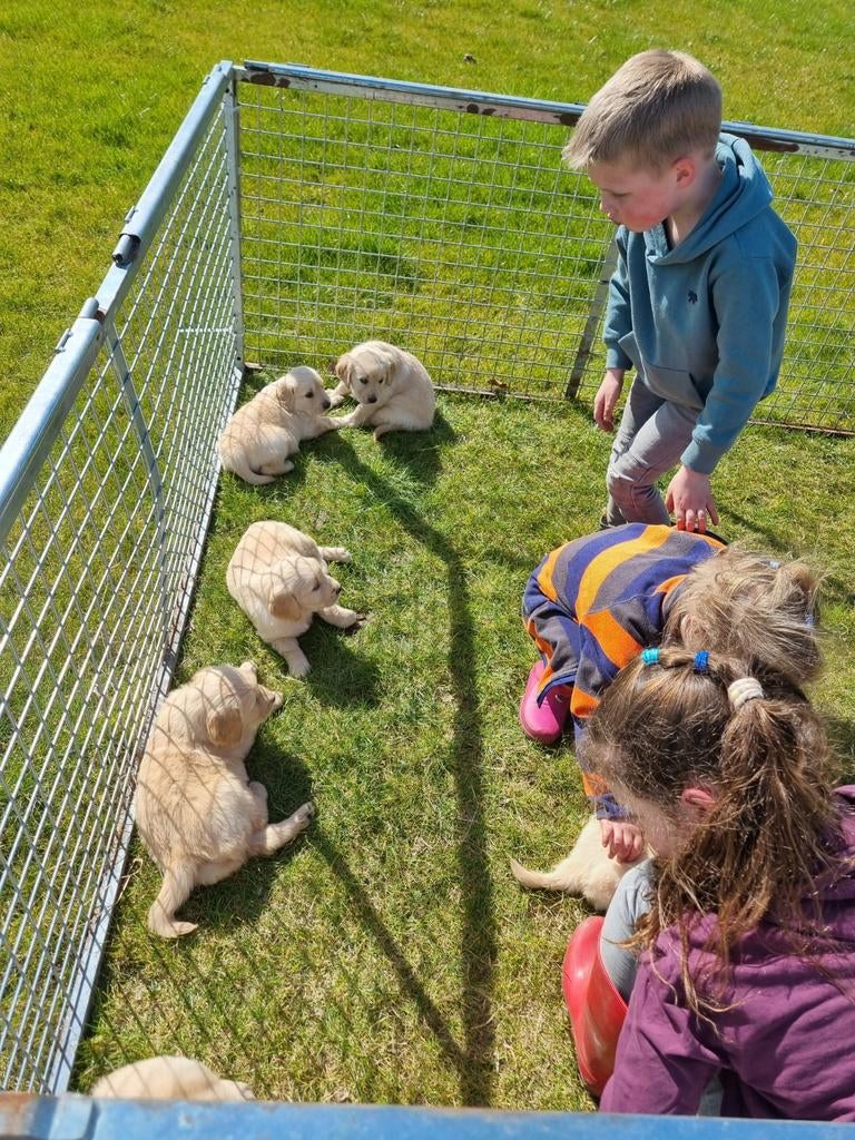 nog 2 prachtige golden retriever reutjes, Golden retriever, 8 tot 15 weken, Meerdere, Meerdere dieren