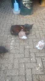 Zes kingduiven, Dieren en Toebehoren